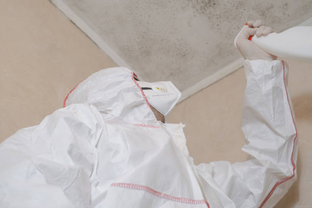 Best Kitchen Mold Remediation in Montclair, CA