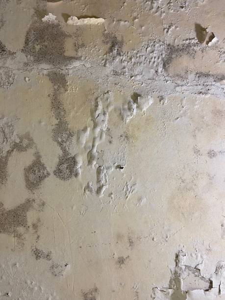 Trusted Montclair, CA Mold Remediation Experts