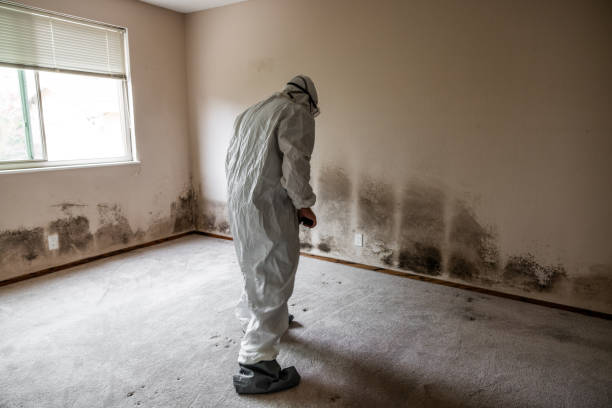 Best Commercial Mold Remediation in Montclair, CA