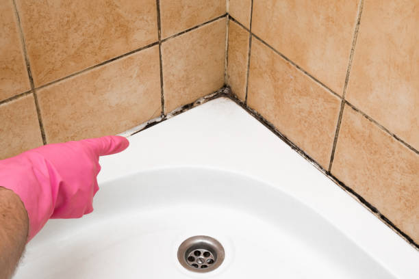 Best Localized Mold Remediation (e.g., coastal areas, humid climates) in Montclair, CA
